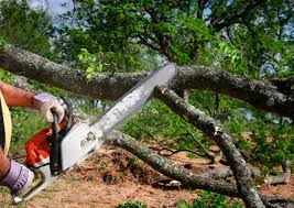 How Our Tree Care Process Works  in  Stinnett, TX